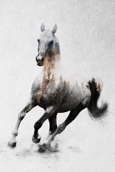 Large Black & White Art - Canvas Prints: Horse IV by Andreas Lie