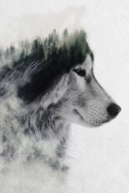 Wolf Stare by Andreas Lie wall art