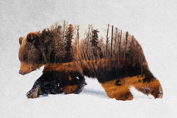 Bears: Travelling Bear by Andreas Lie