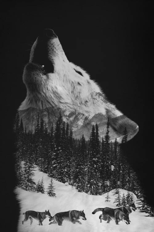 Wolfpack by Andreas Lie wall art