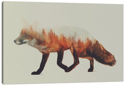 Fox I Canvas Art Print - Evergreen Tree Art