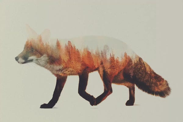 Pine Trees: Fox I by Andreas Lie