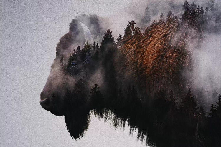 Bison by Andreas Lie wall art