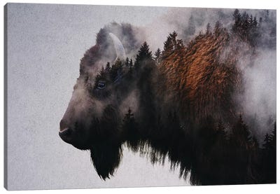 Bison Canvas Art Print - Color Palettes
