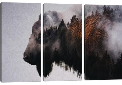 Bison Canvas Art Print - 3-Piece Animal Art