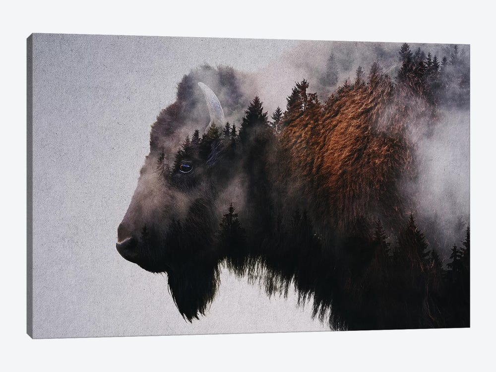 Bison by Andreas Lie 1-piece Canvas Wall Art