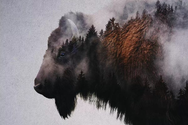 Large Photography - Canvas Prints: Bison by Andreas Lie