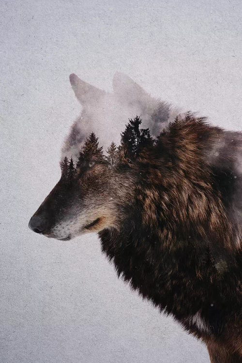 Wolf IX by Andreas Lie wall art