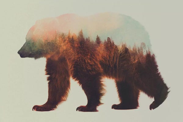 Bears: Bjorn by Andreas Lie