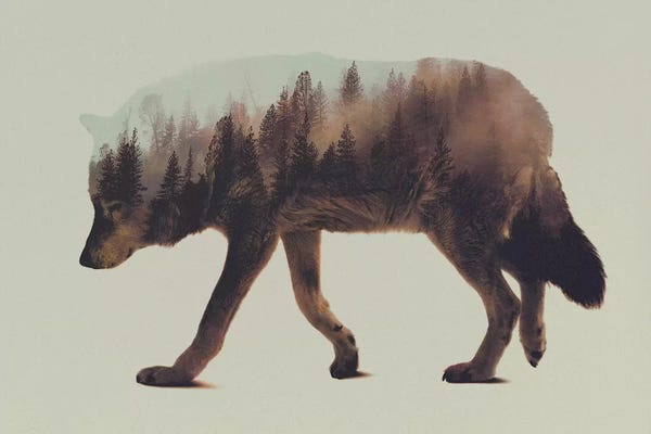 Wolves: Wolf I by Andreas Lie