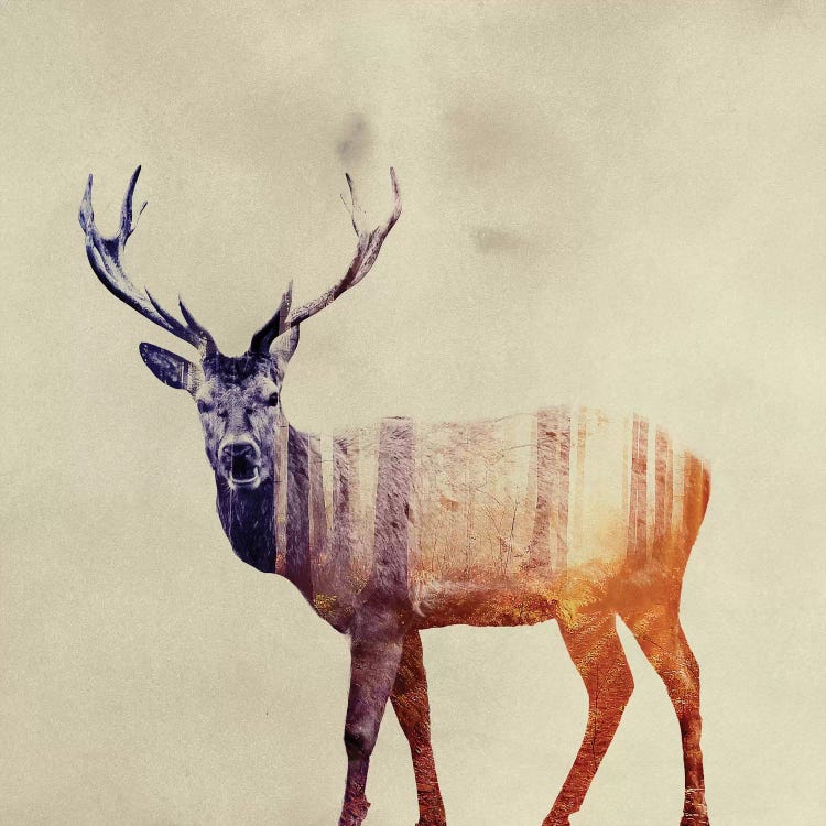 Deer I by Andreas Lie wall art