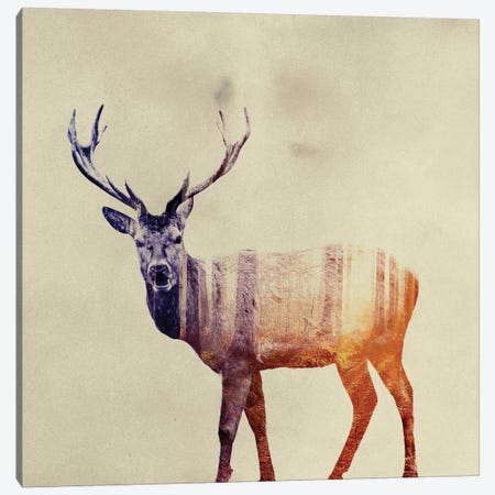 Deer I Canvas Print #ALE44} by Andreas Lie Canvas Art Print