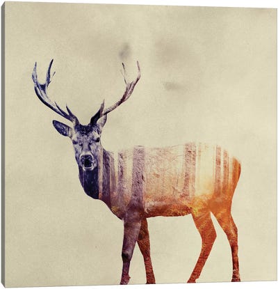 Deer I Canvas Art Print - Evergreen & Burlap