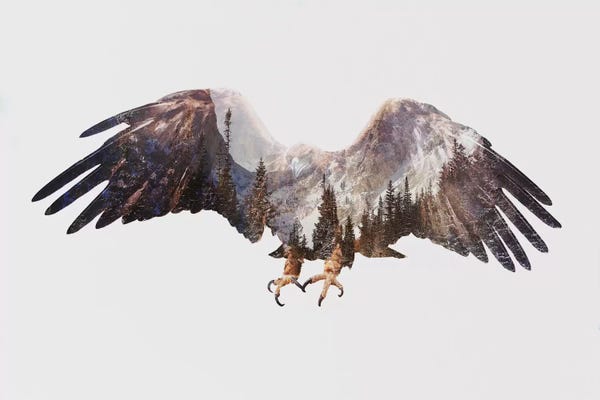 Wilderness: Arctic Eagle by Andreas Lie