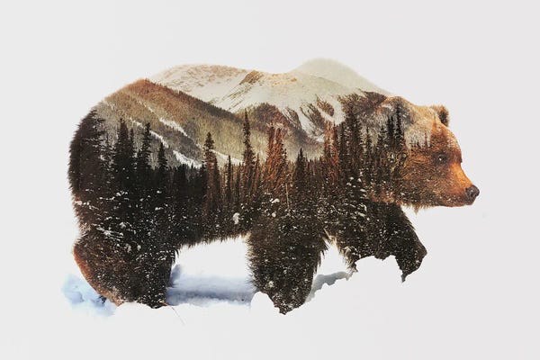 Large Photography - Canvas Prints: Arctic Grizzly Bear by Andreas Lie