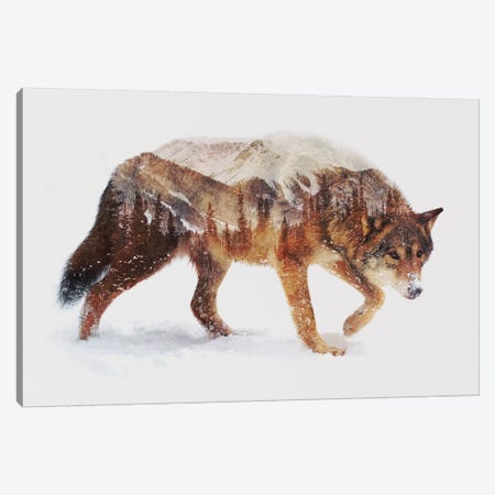 Arctic Wolf Canvas Print #ALE83} by Andreas Lie Canvas Artwork