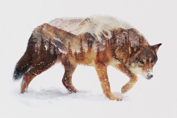 Andreas Lie: Arctic Wolf by Andreas Lie