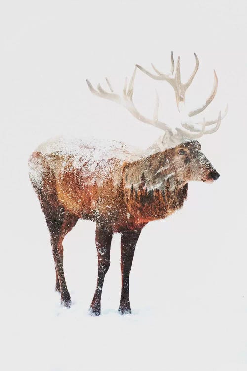 Deer V by Andreas Lie wall art