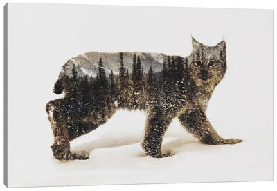 Lynx II Canvas Art Print - Wild Cat Art
