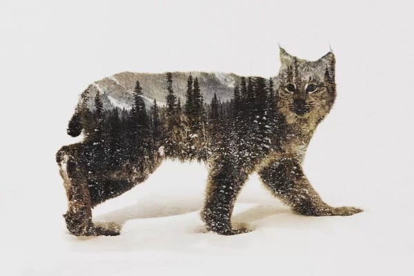 Lynx