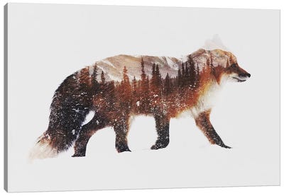 Arctic Red Fox Canvas Art Print - Evergreen & Burlap