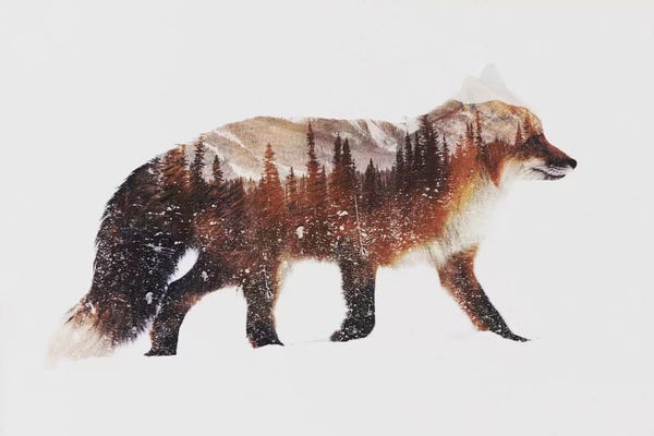Andreas Lie: Arctic Red Fox by Andreas Lie