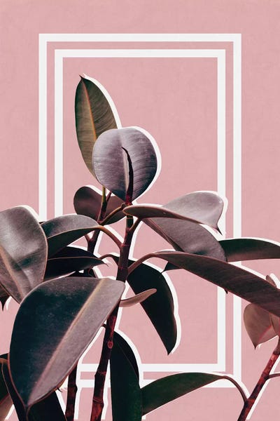 Ficus Portrait by Alisa Galitsyna framed canvas print