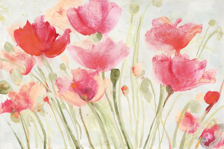 Blush Poppies