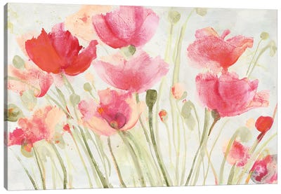 Blush Poppies Canvas Art Print - Albena Hristova