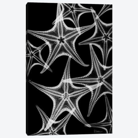 Starfish Spray Canvas Print #ALK100} by Albert Koetsier Canvas Print