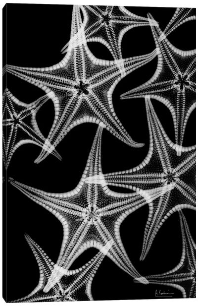 Starfish Spray Canvas Art Print - Starfish Art