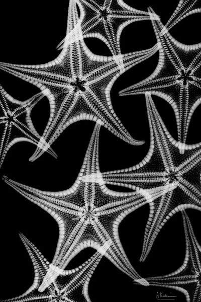 Starfish: Starfish Spray by Albert Koetsier