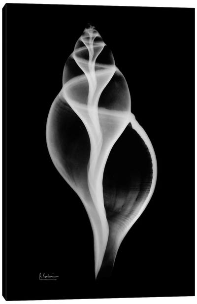 Tulip Shell Canvas Art Print