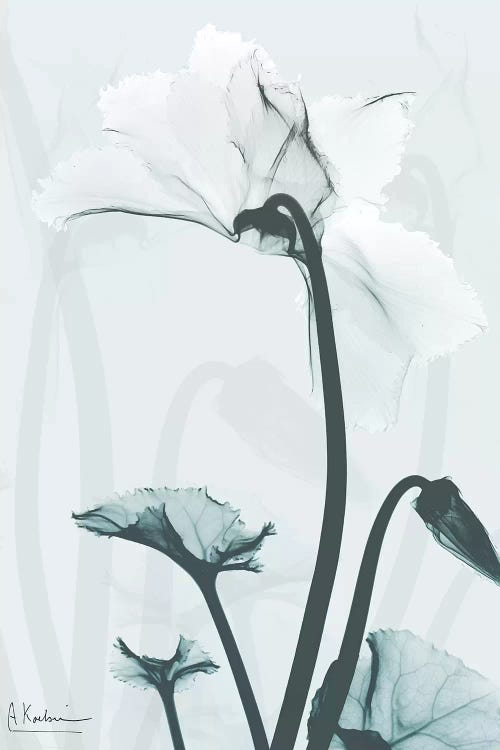 Desired Cyclamen II