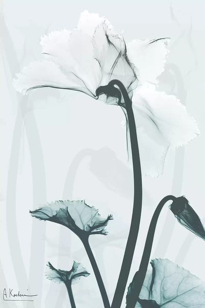 A.D. Lines Eurogroup Inc.: Desired Cyclamen II by Albert Koetsier