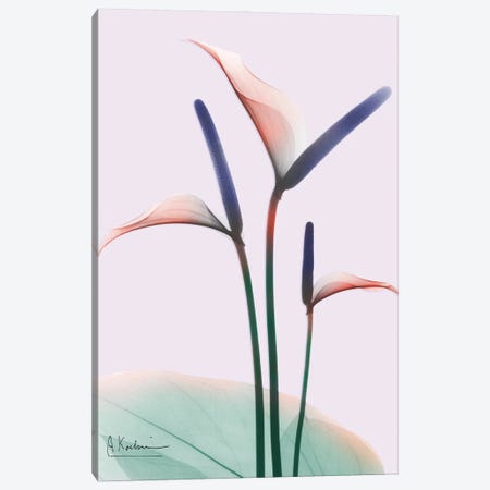 Flamingo Delight I Canvas Print #ALK115} by Albert Koetsier Canvas Art Print