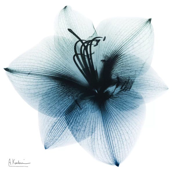 A.D. Lines Eurogroup Inc.: Glacial Amaryllis I by Albert Koetsier