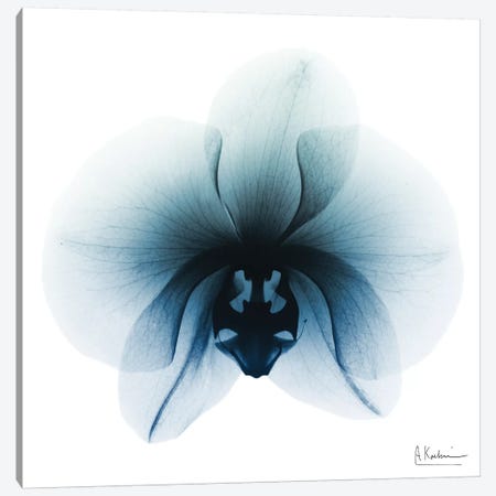 Glacial Orchid I Canvas Print #ALK121} by Albert Koetsier Canvas Art Print