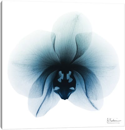 Glacial Orchid I Canvas Art Print - Orchid Art