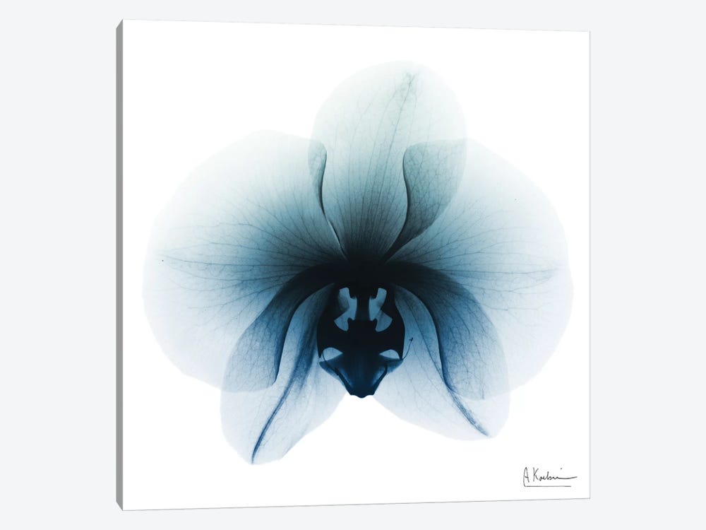 Glacial Orchid I by Albert Koetsier 1-piece Canvas Art Print