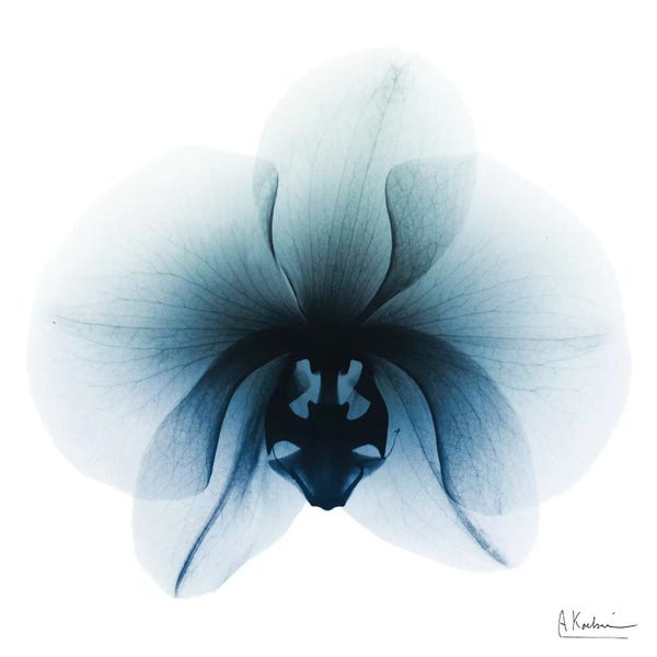 Albert Koetsier: Glacial Orchid I by Albert Koetsier
