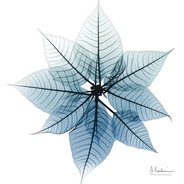 Albert Koetsier: Iced Poinsettia I by Albert Koetsier