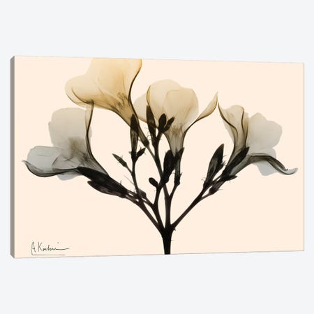 Oleander Dawn Canvas Print #ALK130} by Albert Koetsier Canvas Artwork