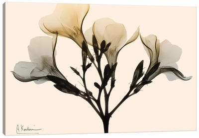 Oleander Dawn Canvas Art Print