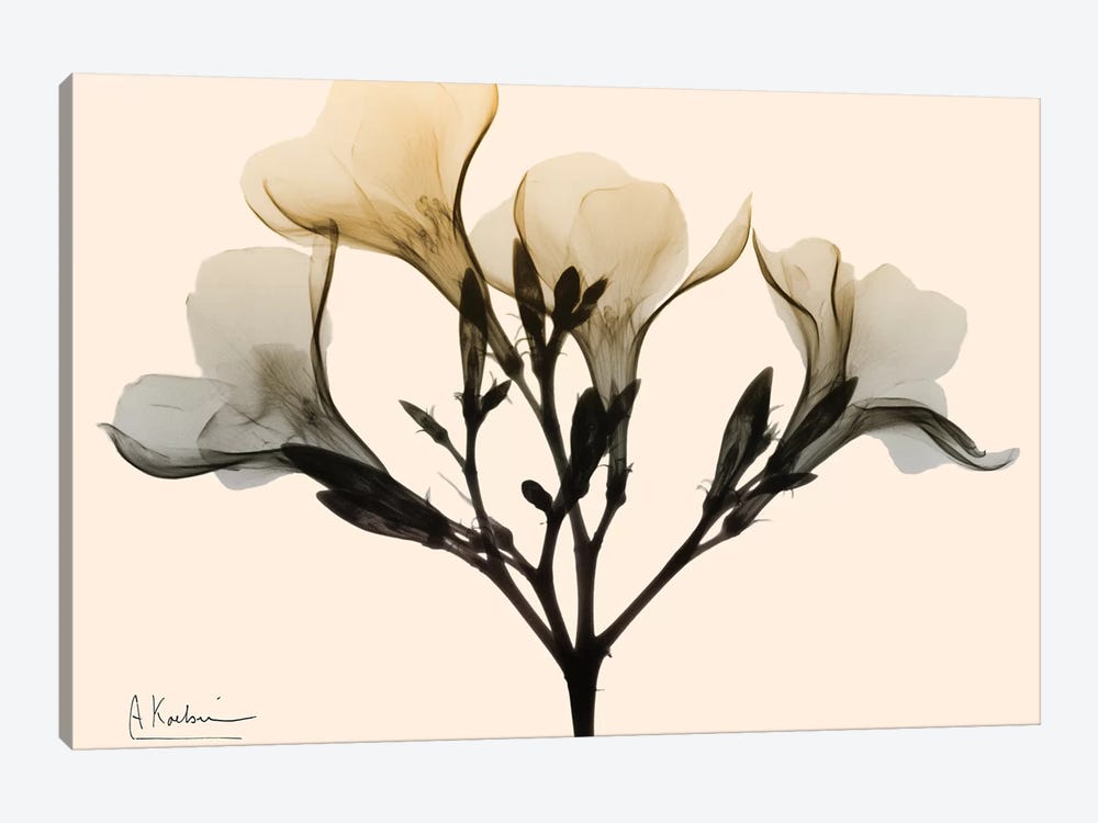 Oleander Dawn by Albert Koetsier 1-piece Canvas Art Print