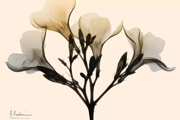 Oleanders