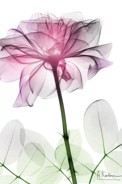 Albert Koetsier: Rose Dynasty II by Albert Koetsier