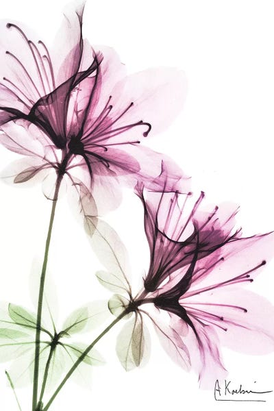 Splendid Beauty I by Albert Koetsier framed canvas print