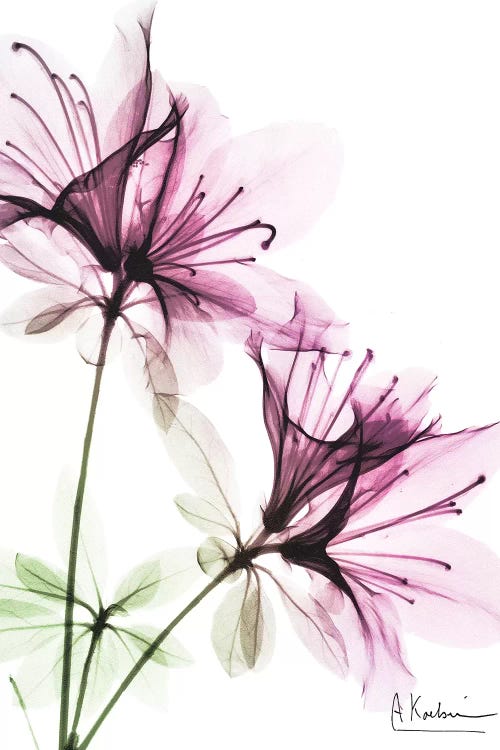 Splendid Beauty I