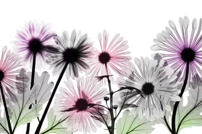 Vanishing Brilliance I by Albert Koetsier canvas print